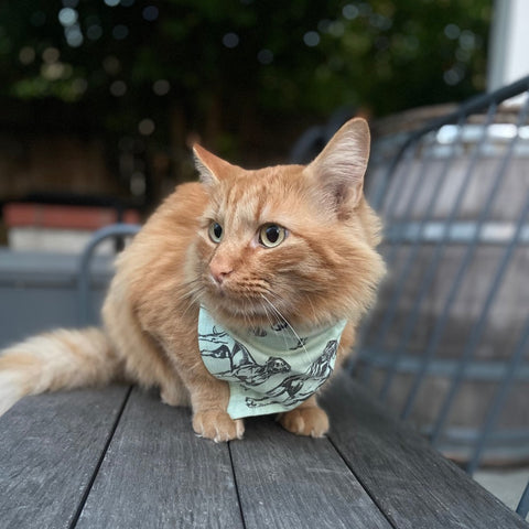 Pet Kerchief Bandana