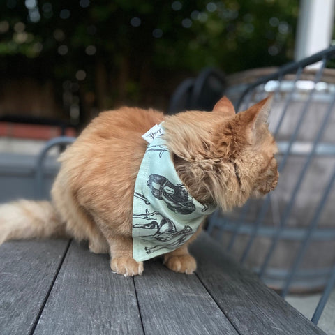 Pet Kerchief Bandana