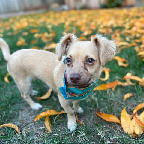 Pet Kerchief Bandana