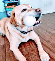 Eco Friendly Dog Toy Ball and Teeth Cleaning Set